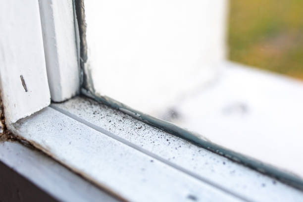Best Mold Documentation for Insurance Claims  in Dover, FL