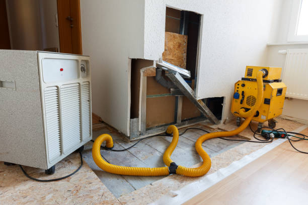Trusted Dover, FL Mold Removal Experts