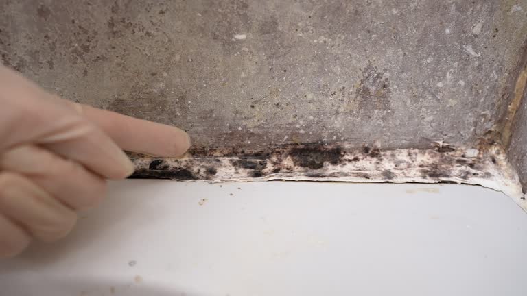 Best Mold Remediation for Healthcare Facilities  in Dover, FL
