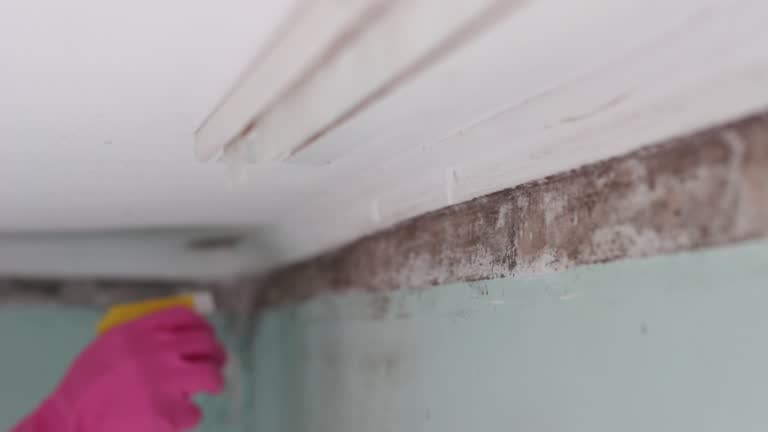 Mold Remediation for Rental Properties in Dover, FL